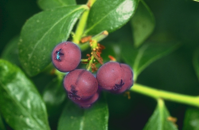 Edited pictures of blueberries to look pink